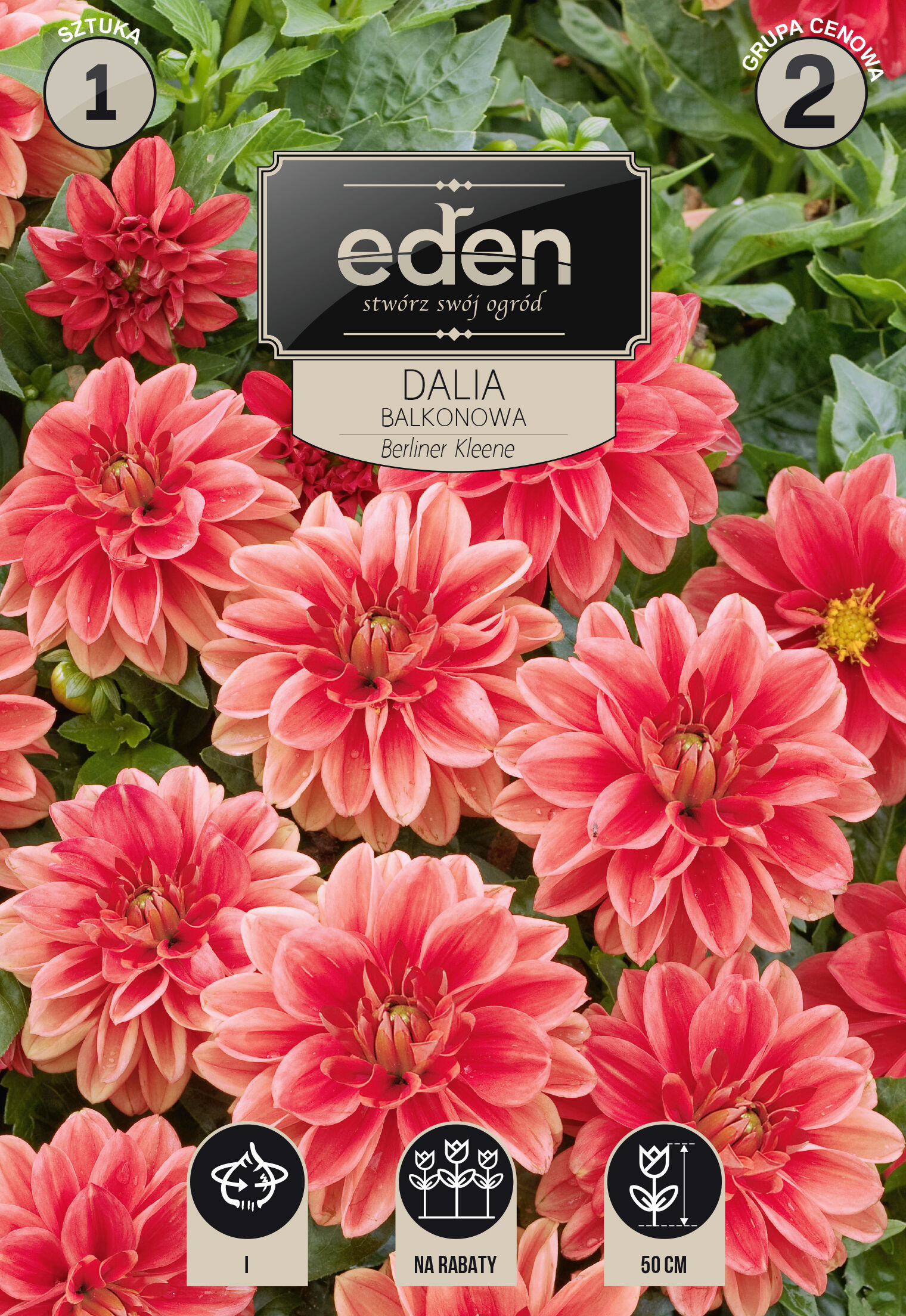 Dalia karłowa balkonowa Berliner Kleene 1 sztuka Eden