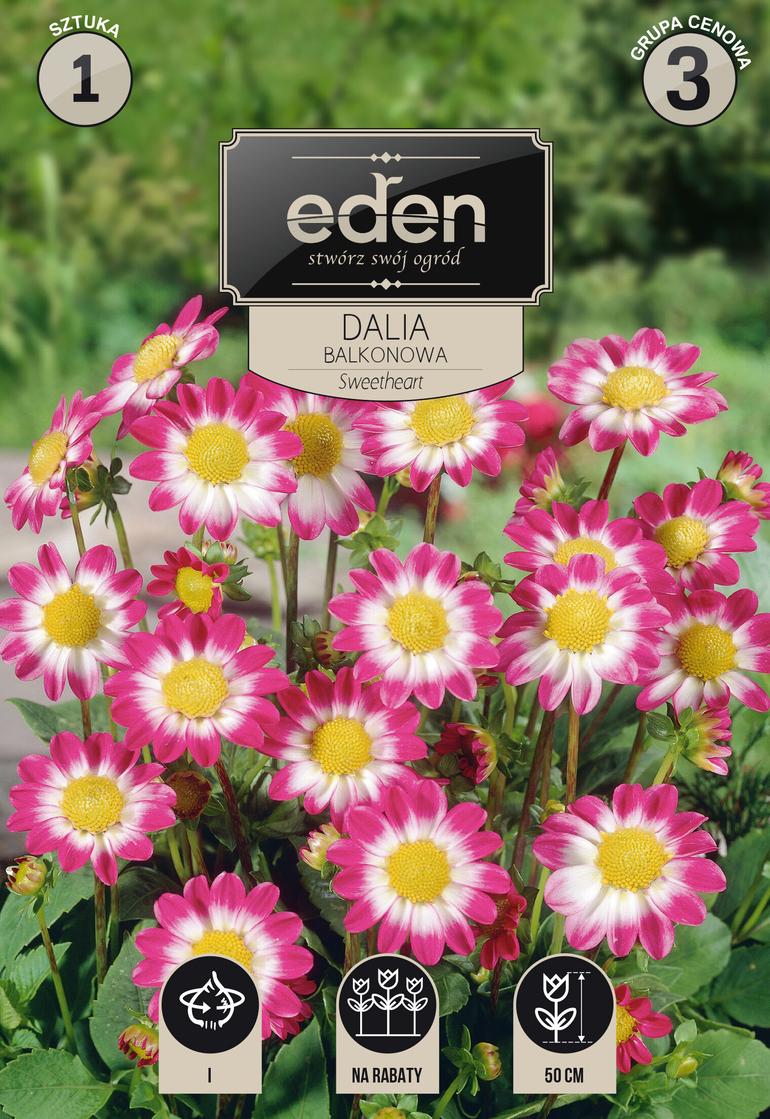 Dalia karłowa balkonowa Sweetheart 1 sztuka Eden