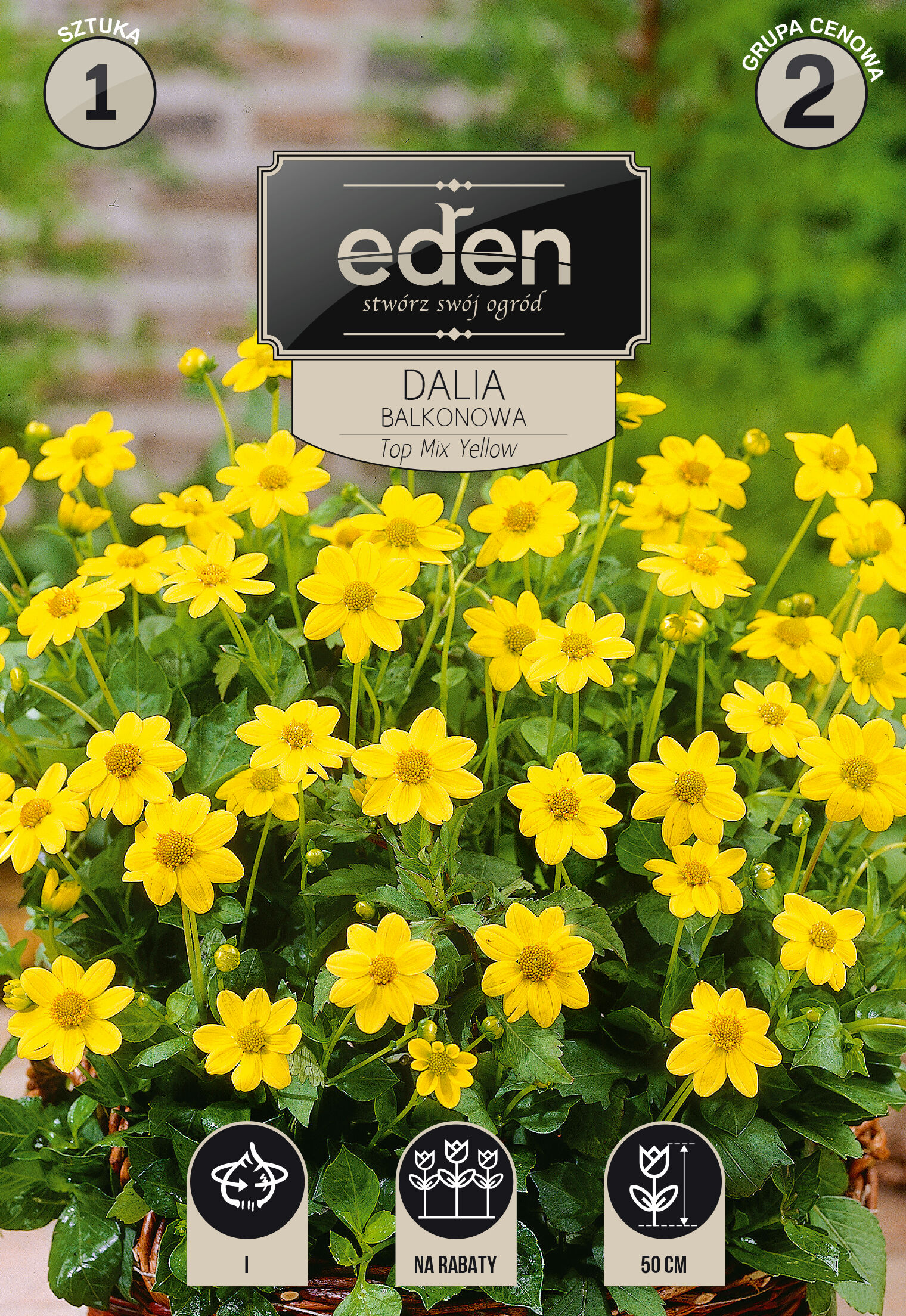 Dalia karłowa balkonowa Top 1 sztuka Eden