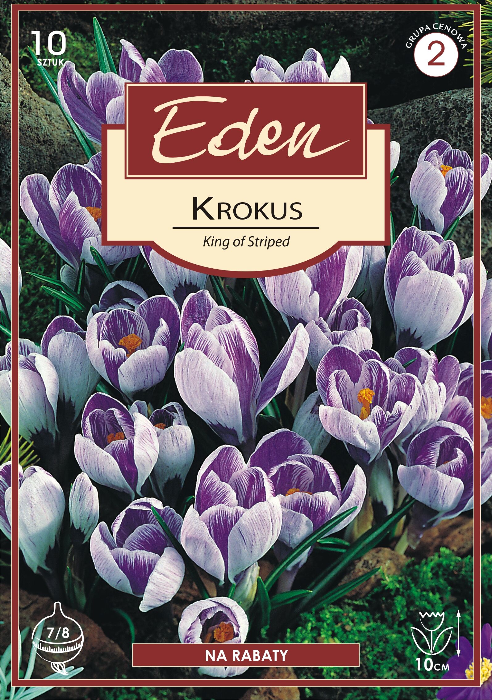 Krokus wiosenny King of striped - 10 sztuk Eden