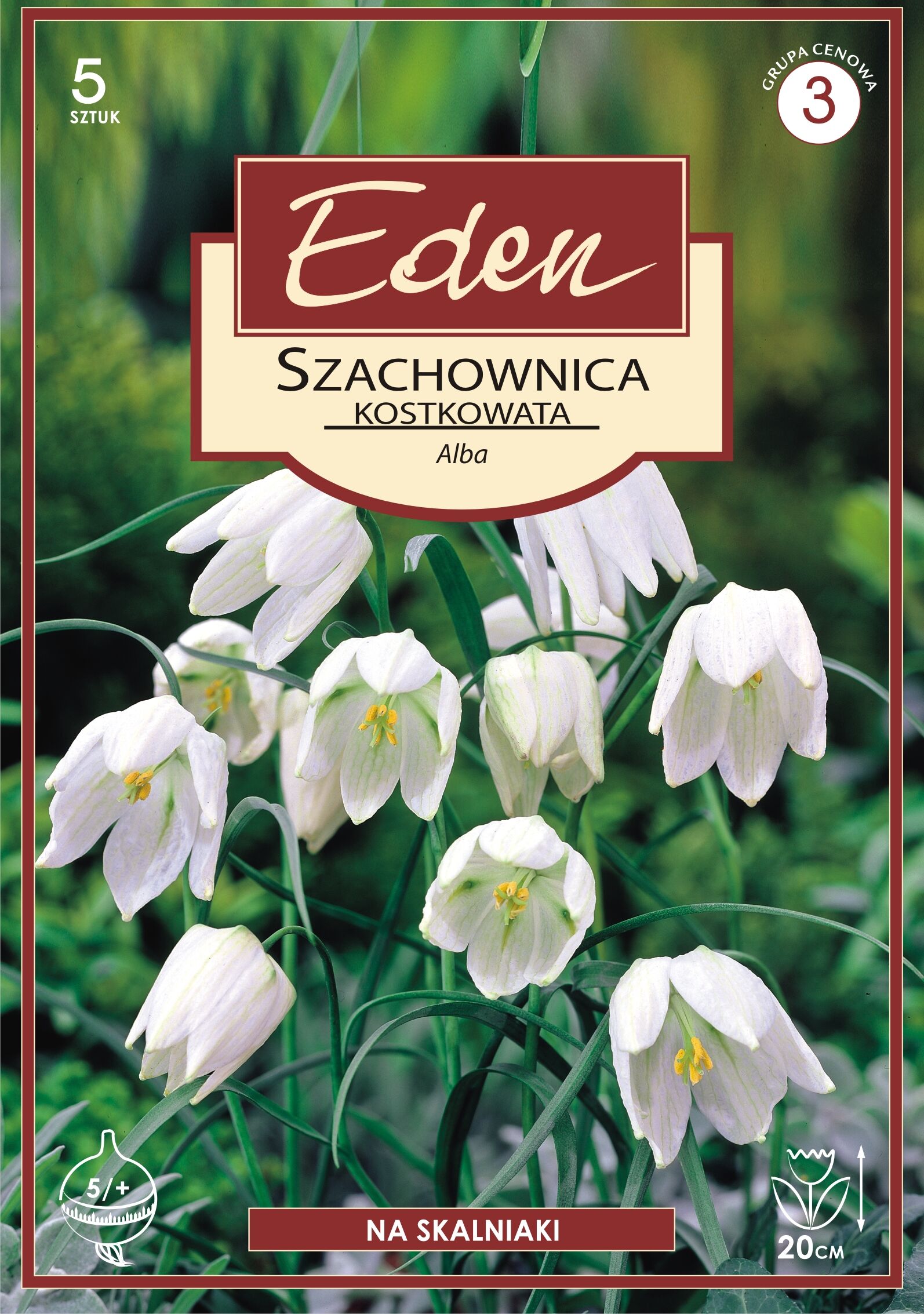 Szachownica Fritillaria Melagris Alba 5 sztuk Eden
