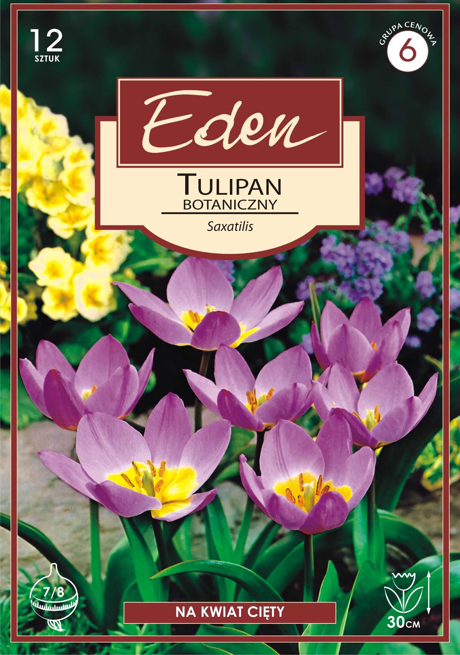 Tulipan botaniczny Saxatilis 12 sztuk Eden