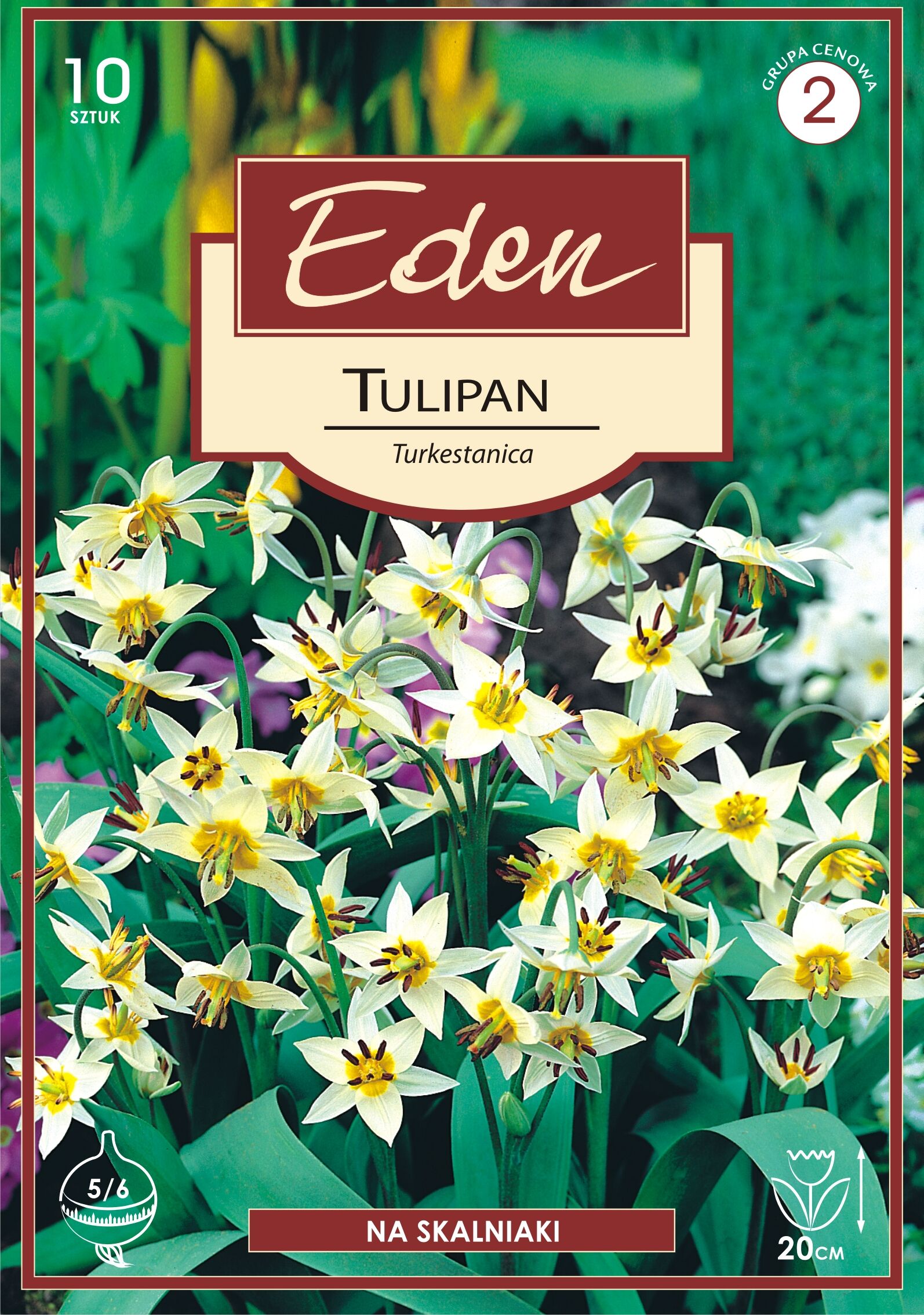 Tulipan botaniczny Turkestanica 10 sztuk Eden