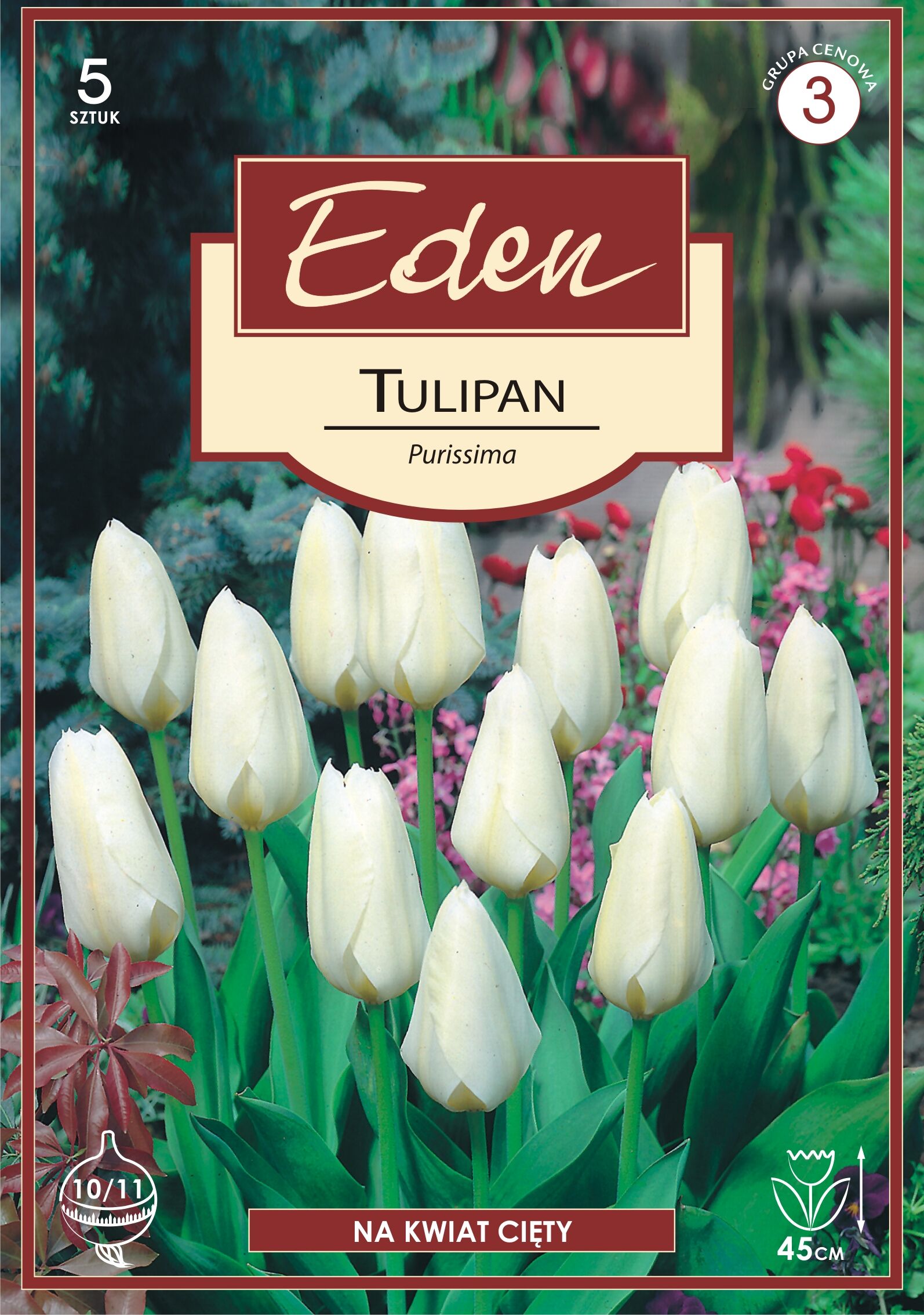 Tulipan Fostera Purissima 5 sztuk Eden