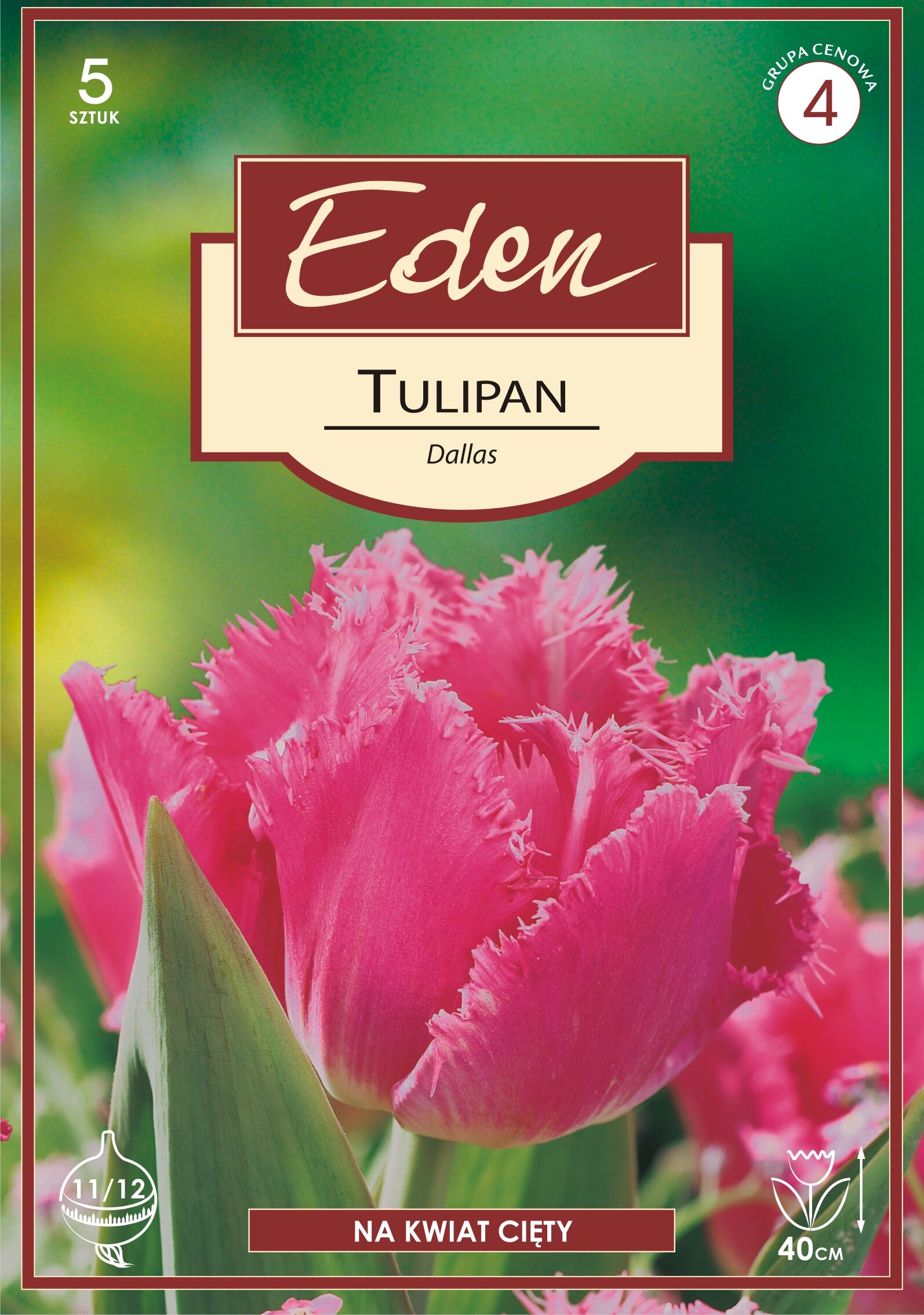 Tulipan Fringed Dallas 5 sztuk Eden