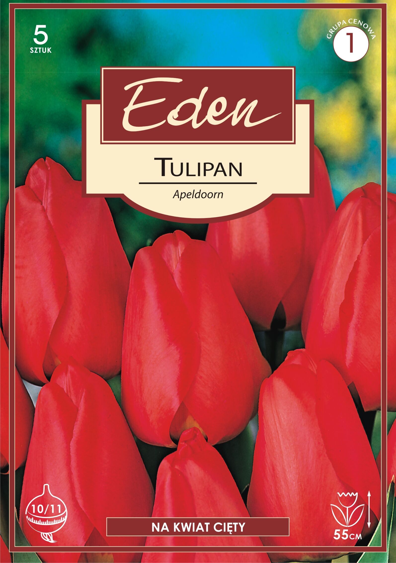 Tulipan hybrydy Darwina Apeldorn 5 sztuk Eden