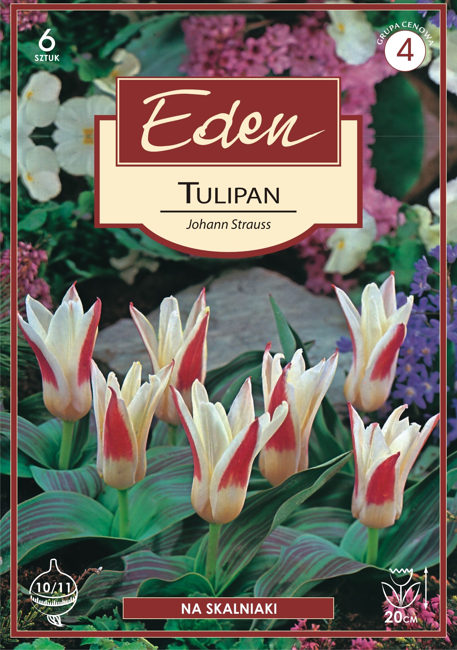 Tulipan Kaufmaniana Johann Strauss 6 sztuk Eden