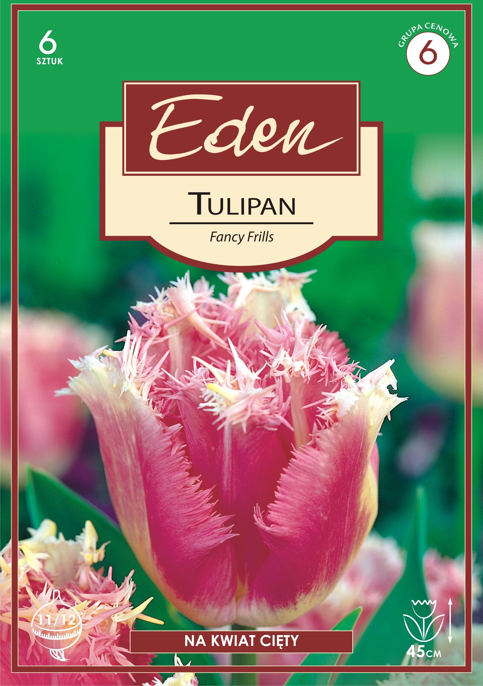 Tulipan strzępiasty Fancy Frills 6 sztuk Eden