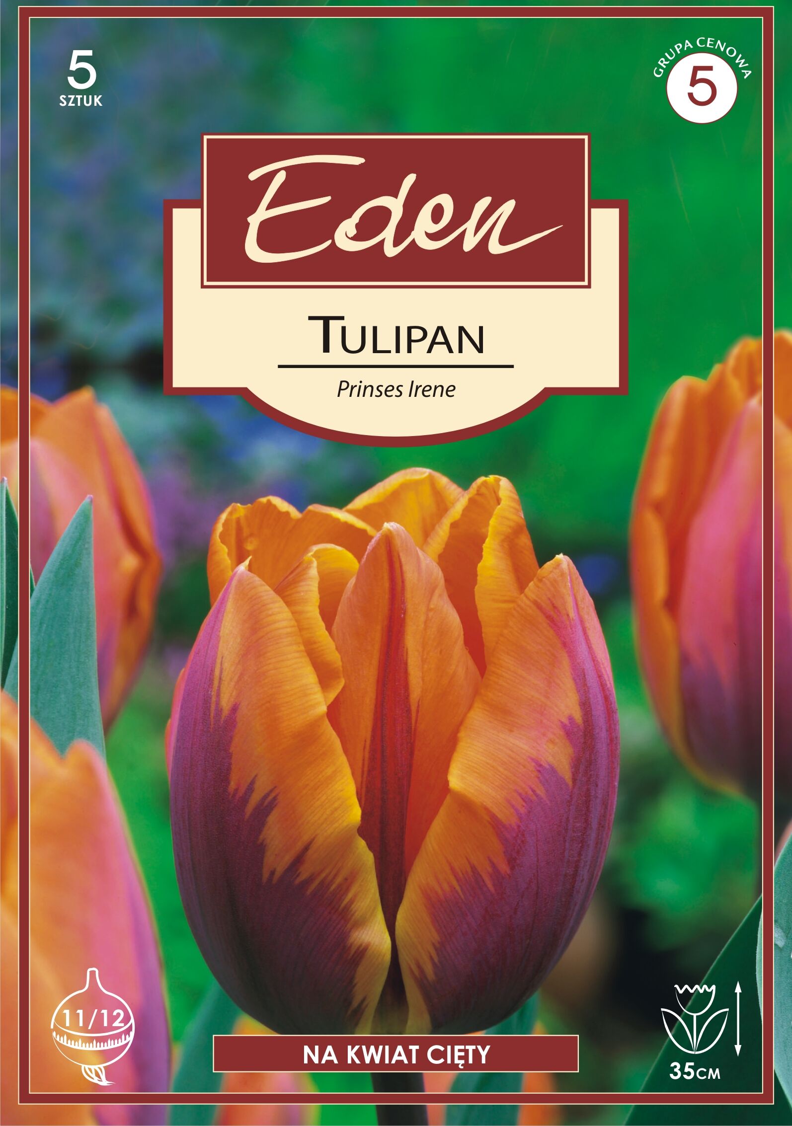 Tulipan triumph Prinses Irene 5 sztuk Eden