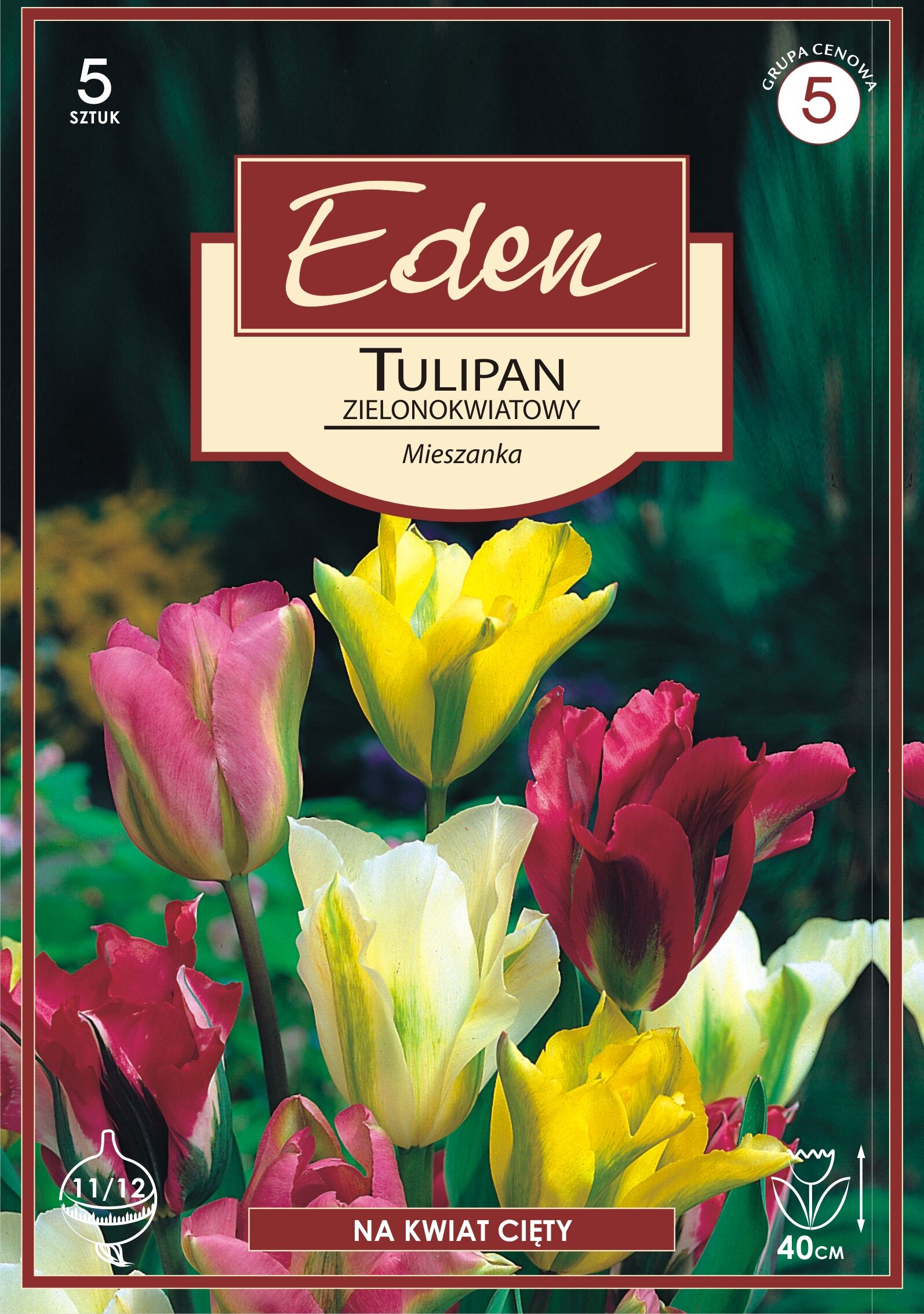 Tulipan zielonokwiatowy mix 5 sztuk Eden