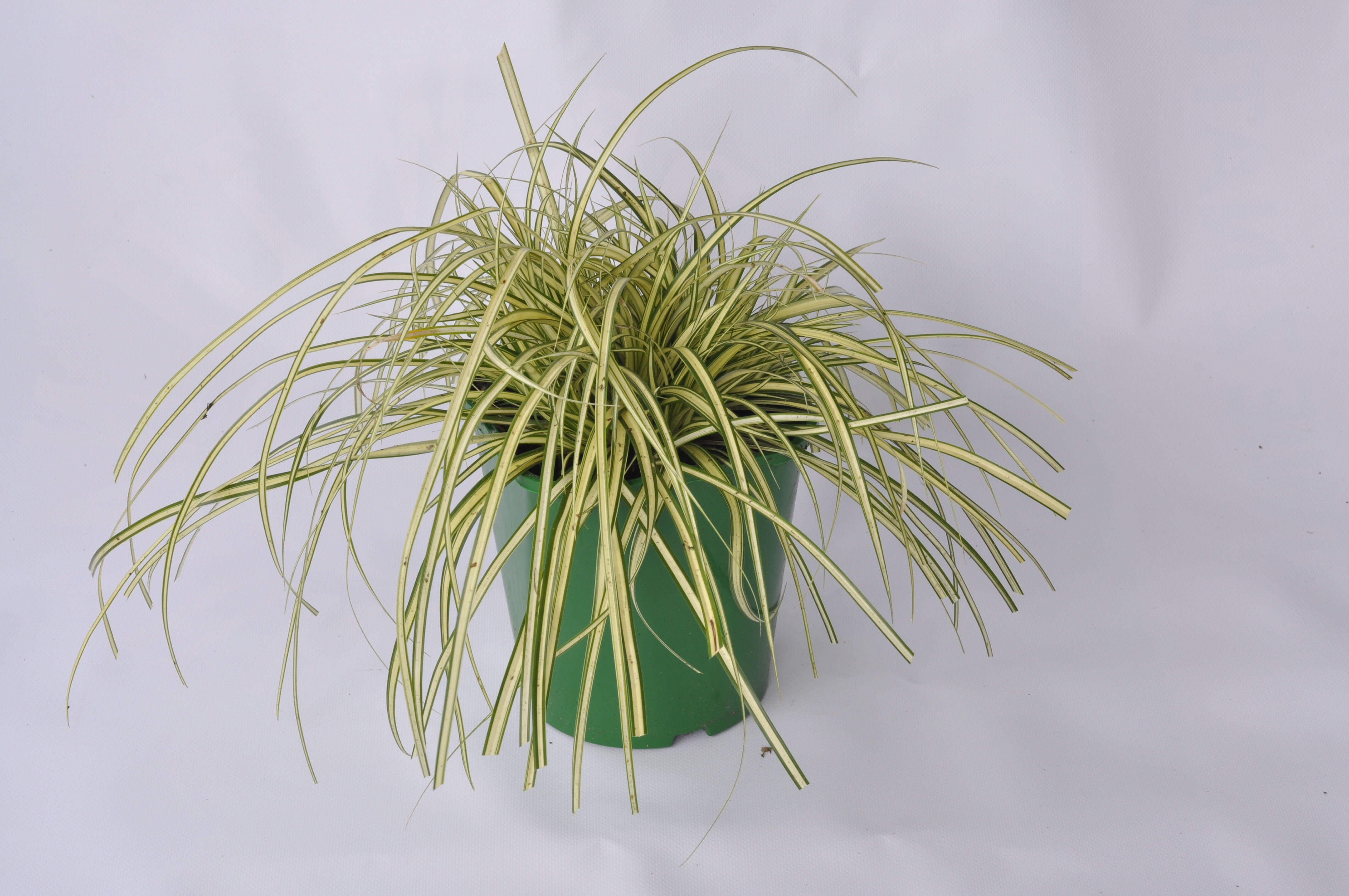 Trawy zimujące, wys.35-40 cm, don. 2L