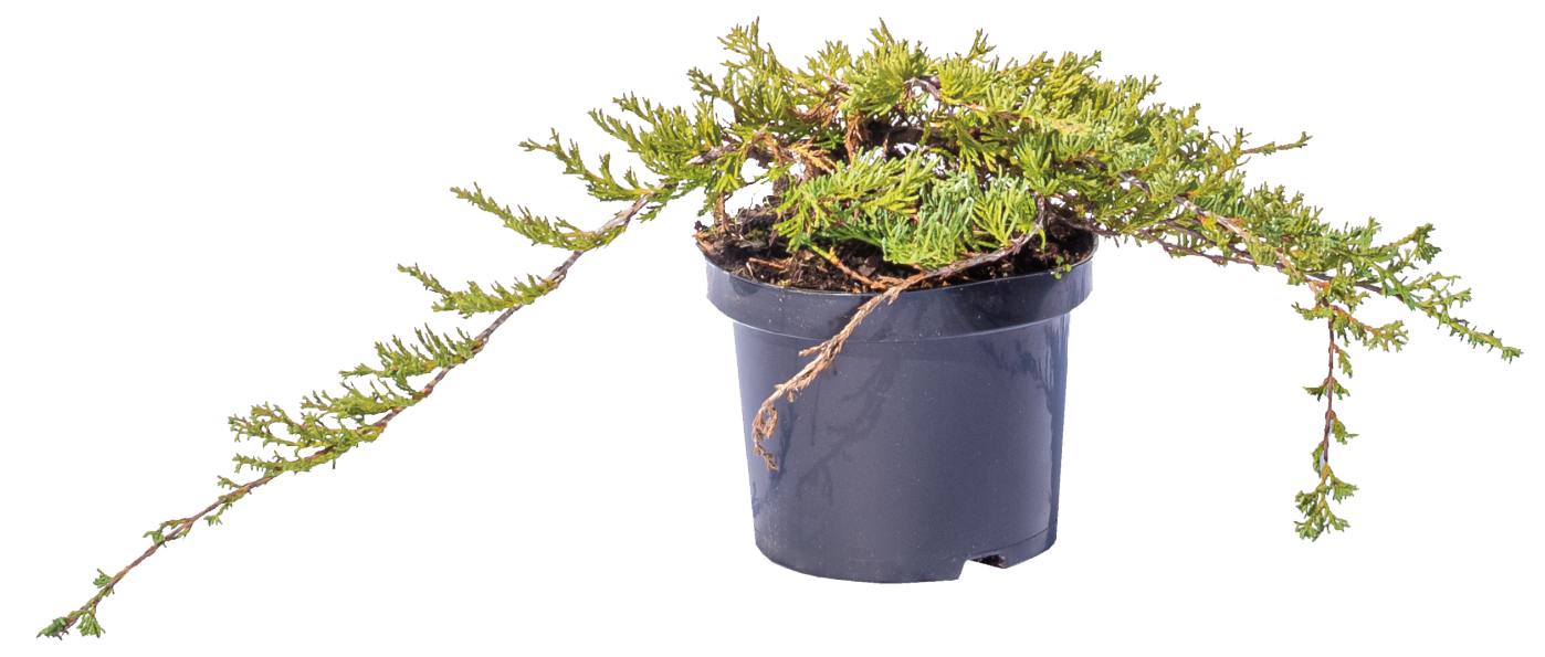 Iglaki płożące mix wys. 10-30 cm don. 2 l miniaturka
