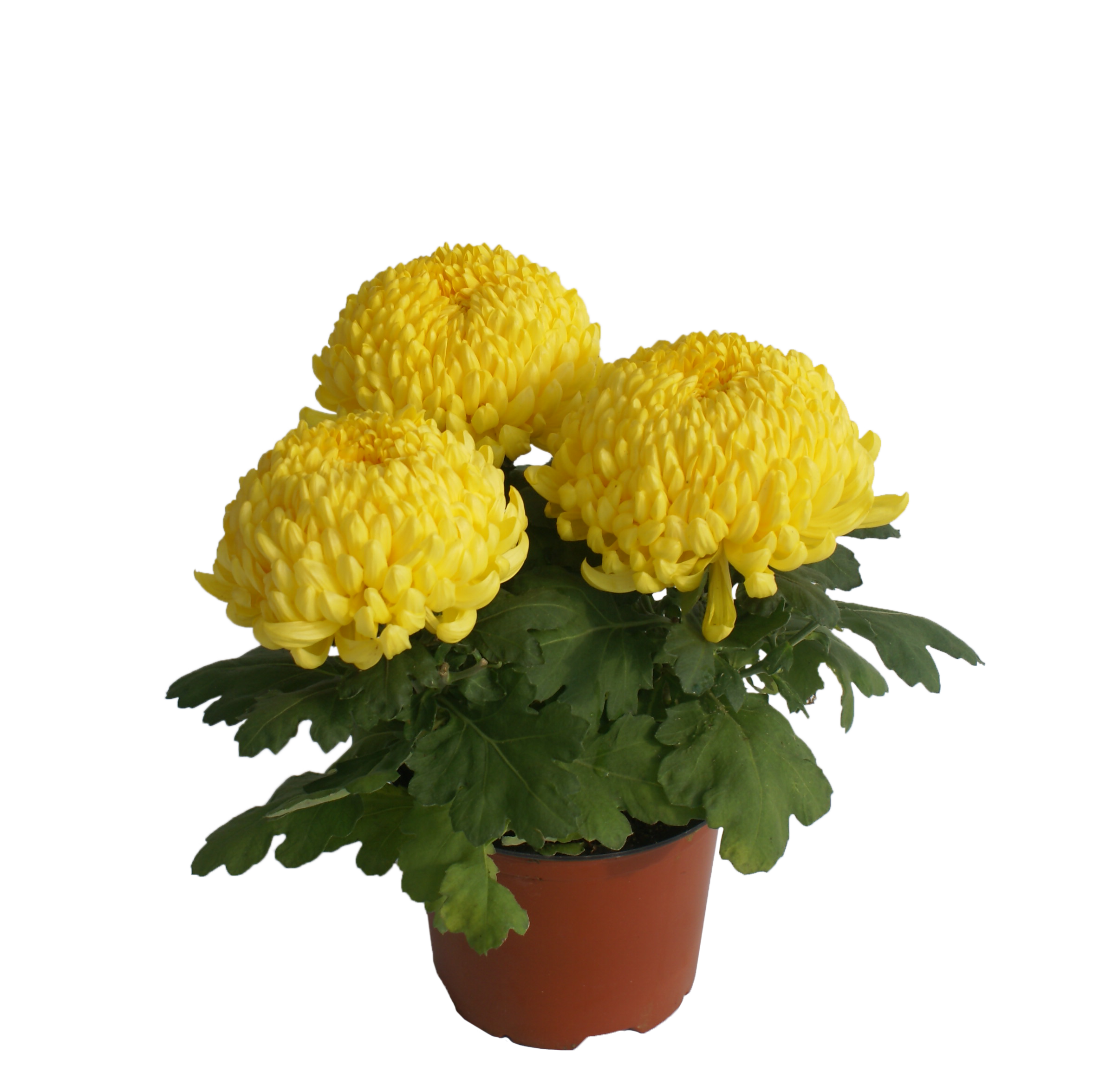 Chryzantema wielokwiatowa 3 kule misa 15 cm żółta