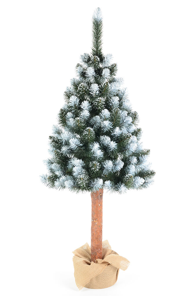 Sosna diamentowa na pniu 220 cm
