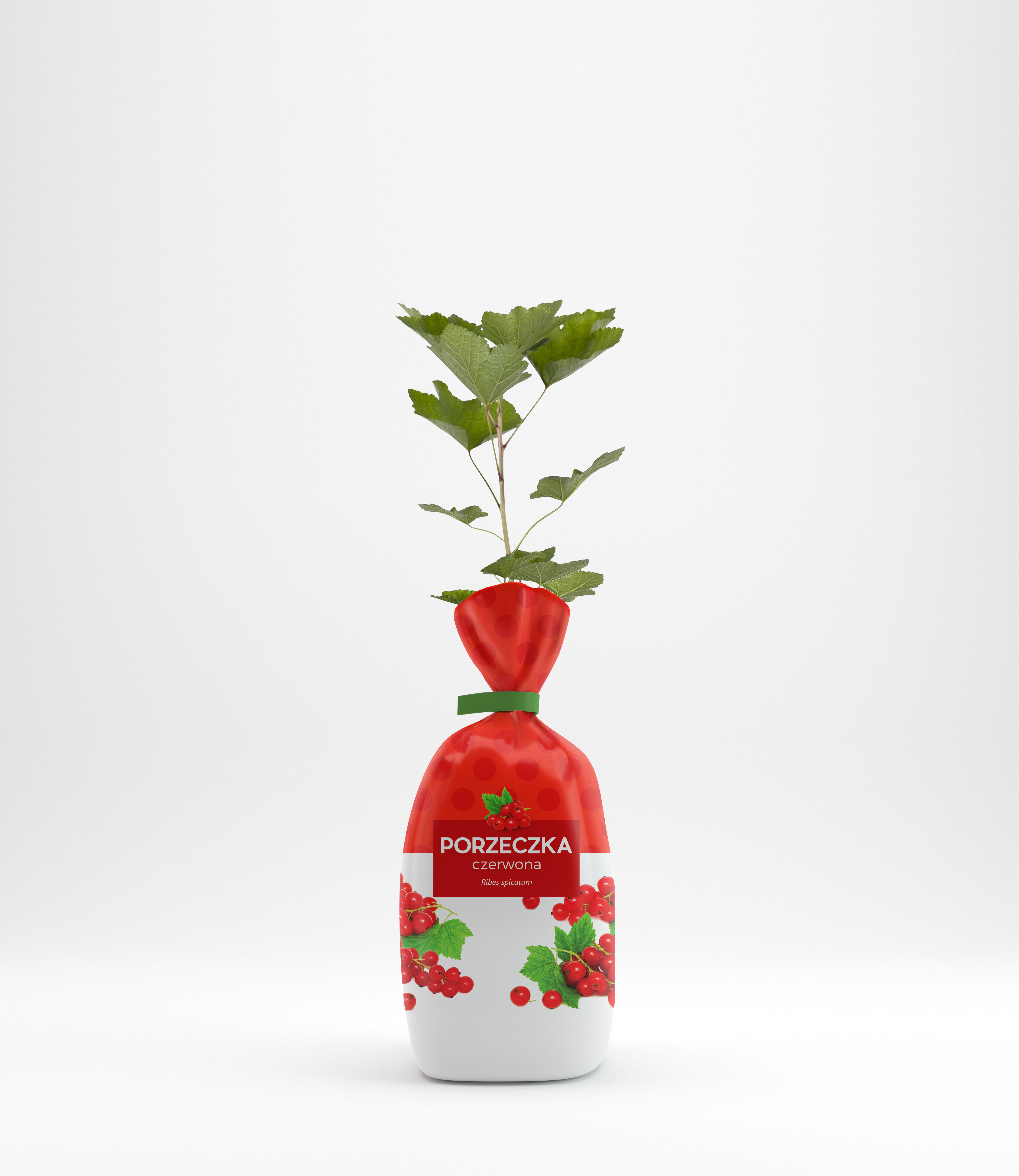 Porzeczka czerwona w balocie wys. 35 cm