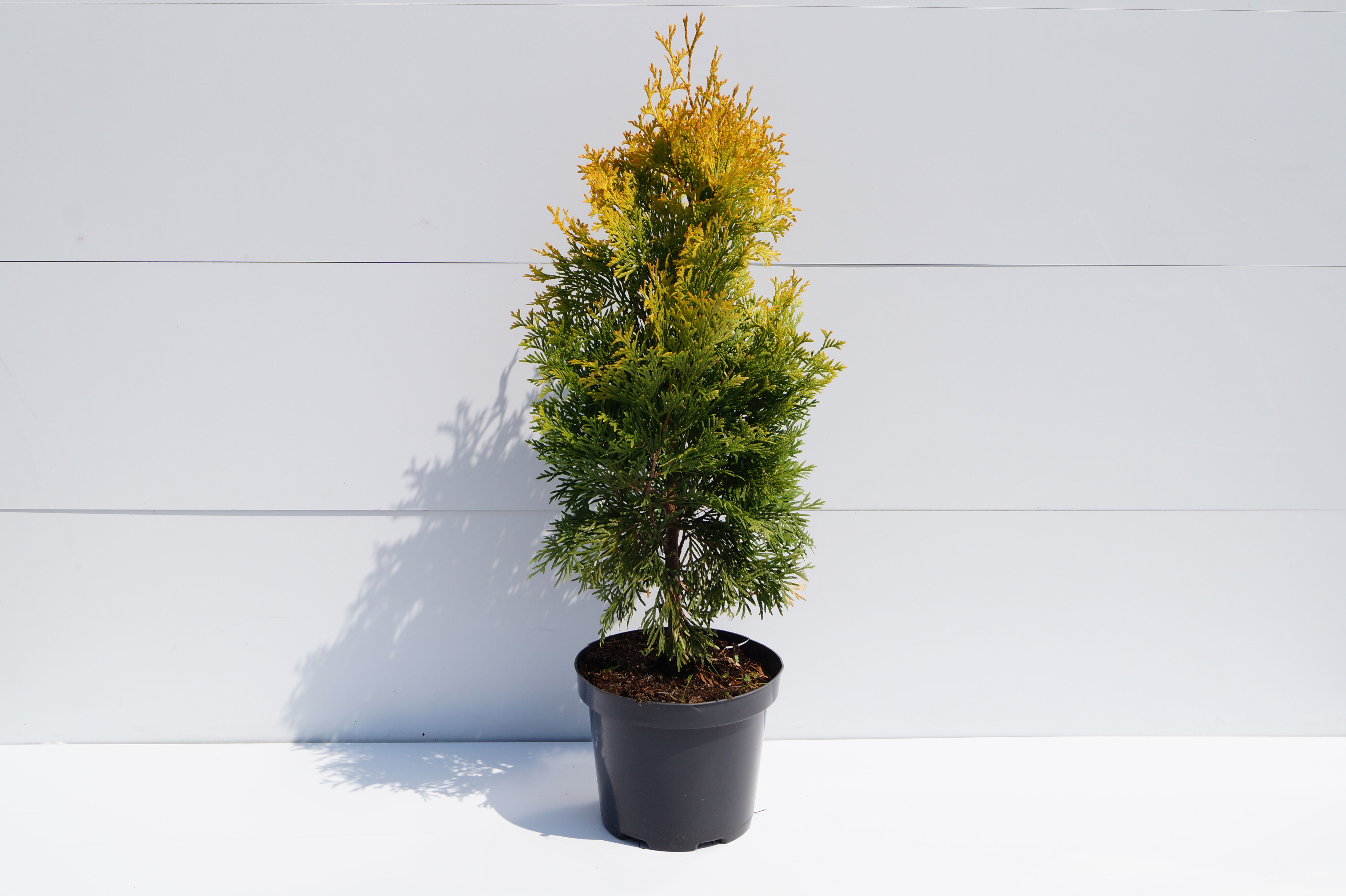 Thuja żółta wys. 40-60 cm don. 2 l miniaturka