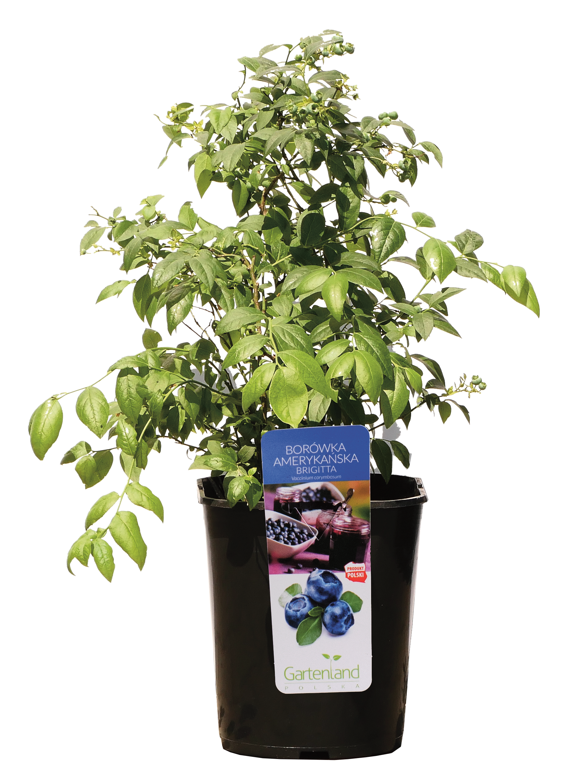 Borówka amerykańska wys. 50-70 cm doniczka 6l