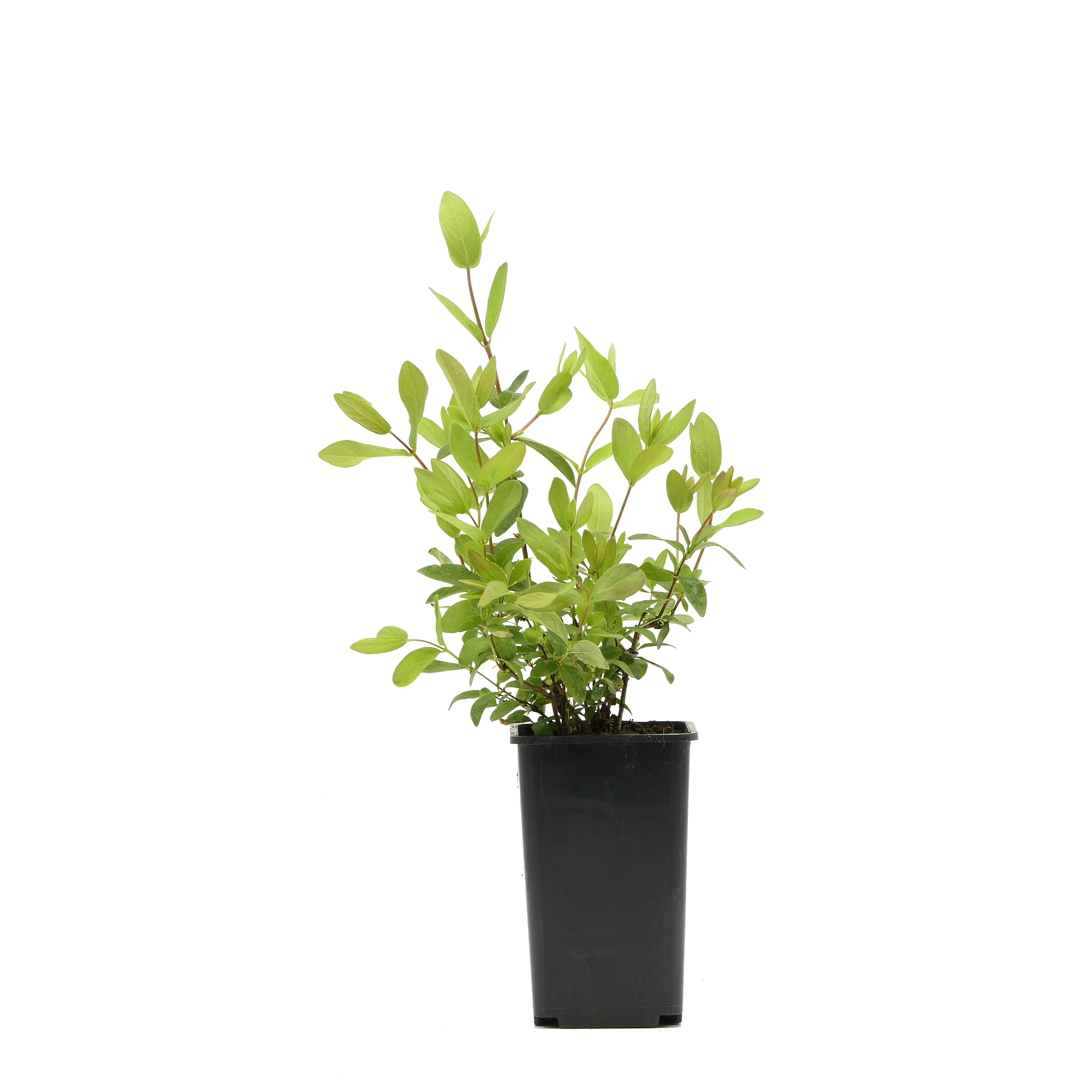 Jagoda kamczacka wys. 25 cm don. 2 l miniaturka