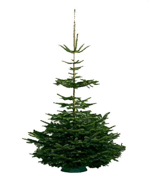 Jodła kaukaska cięta Natura wys. 160-250 cm