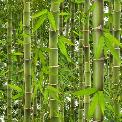 Tapeta winylowa Ugepa 0,53 x 10,05 m J41504