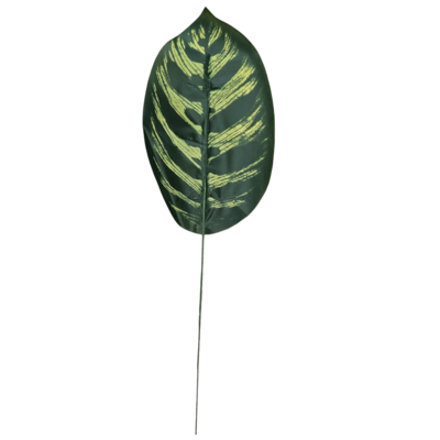 Liść Calathea 44 cm