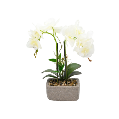 Storczyk w doniczce 3 kwiaty 36 cm biały