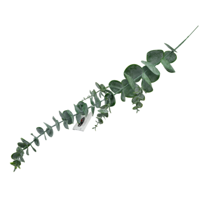 Gałązka Eukaliptusa 71 cm