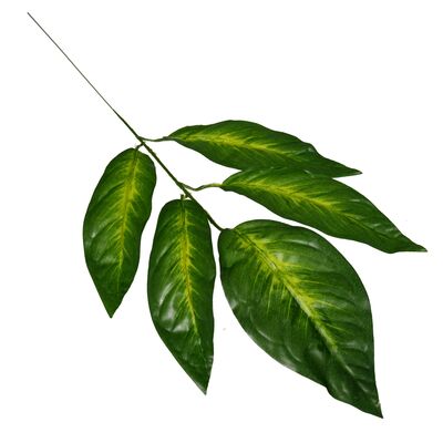 Gałązka liści difenbachii 59 cm