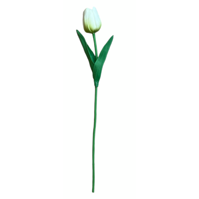 Tulipan 35 x 4 cm biały