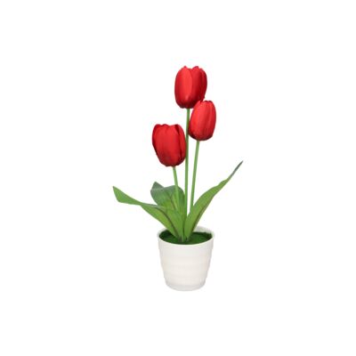 Tulipan 35 cm w doniczce