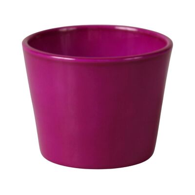 Osłonka Prymula 12 cm lazur purpurowy