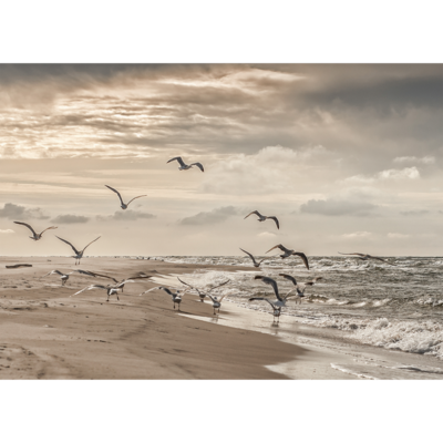 Obraz na płótnie 50 x 70 cm Ptaków Śpiew