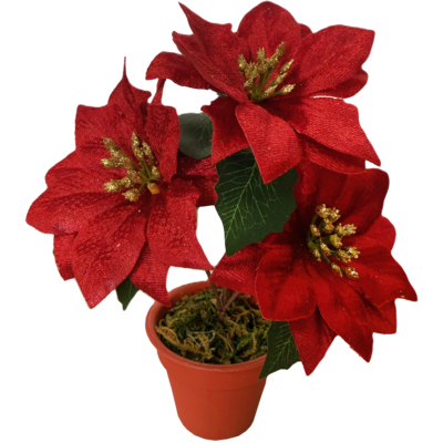 Poinsecja w plastikowej doniczce 21 cm 3 kwiaty