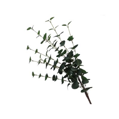 Eukaliptus gałązka