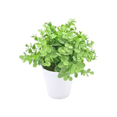 Eukaliptus w doniczce