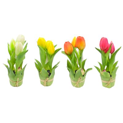 Tulipan gumowany w doniczce 3 kwiaty mix kolorów