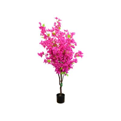 Bugenwilla w doniczce różowa