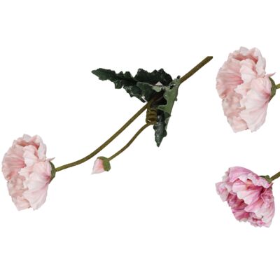 Mak gałązka mix kolorów