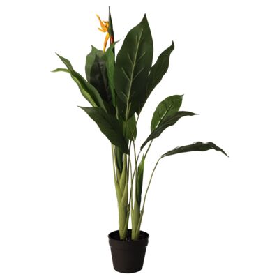 Sterlicja w doniczce 100 cm zielony