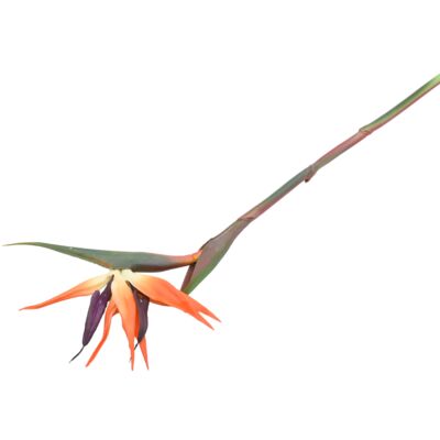 Kwiat rajski pojedyczny strelicja 77 cm czerwony