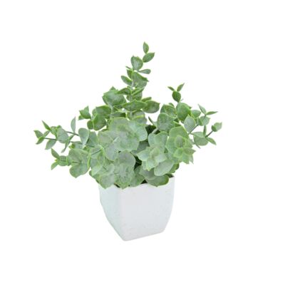 Roślina w doniczce 19 cm