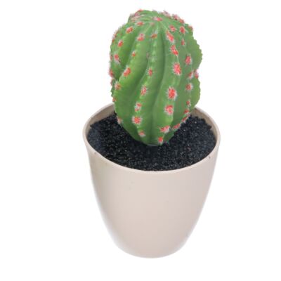 Kaktus w plastikowej doniczce 15 cm zielony