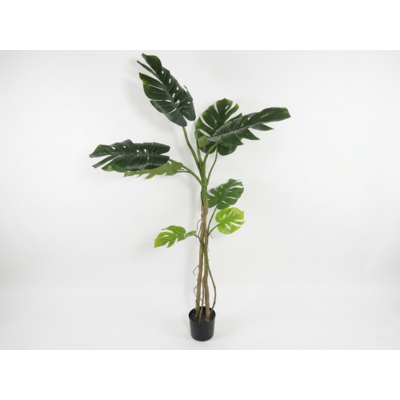 Roślina dekoracyjna w doniczce 160 cm