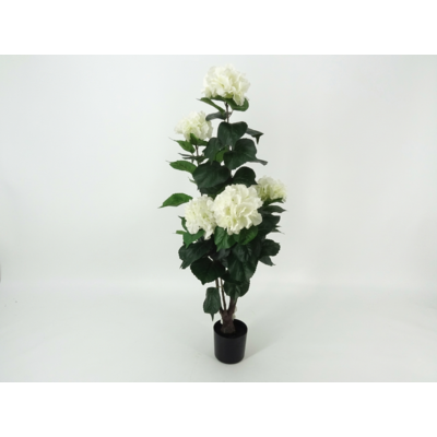 Hortensja w doniczce 100 cm