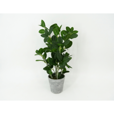 Roślina dekoracyjna w doniczce 45 cm