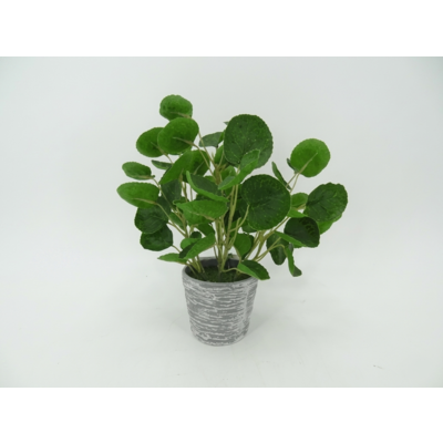 Roślina dekoracyjna w doniczce 25 cm