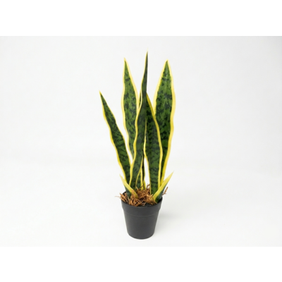 Roślina dekoracyjna w doniczce 40 cm