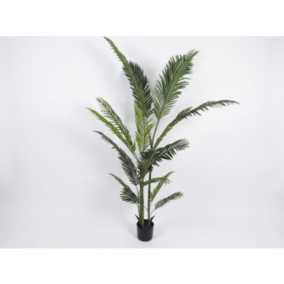 Roślina dekoracyjna w doniczce 180 cm