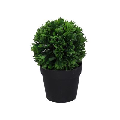 Roślina w doniczce 17 cm