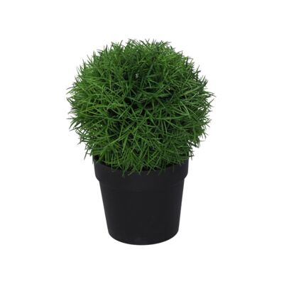 Roślina w doniczce 17 cm